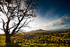 The Eildons From Scott's View, Scottish Borders The Eildons From Scott's View, Scottish Borders